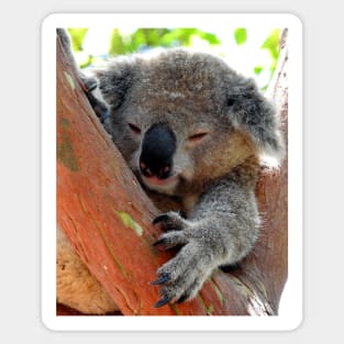 Koala Sticker